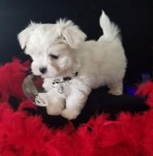 Puppies for sale maltese - Lithuania, Vilnius