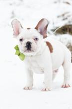 Dogs  free french bulldog, french bulldog - Netherlands, Valveyk