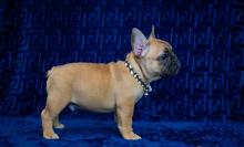 Dogs  free french bulldog - Germany, Frankfurt an der Oder