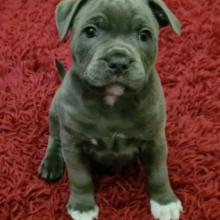 Puppies for sale staffordshire bull terrier - United Kingdom, Darlington. Price 11 €