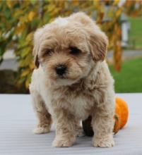 Puppies for sale , havapoo - Slovakia, Luhacovice