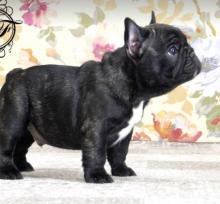 Dogs  free french bulldog - Netherlands, Hemstede