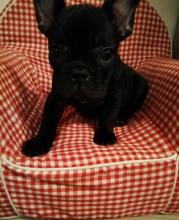 Dogs  free french bulldog - Germany, Freiburg