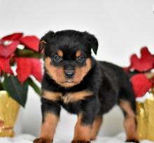 Puppies for sale rottweiler - Hungary, Budapest