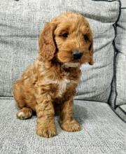 Puppies for sale , cockapoo - Germany, Leipzig