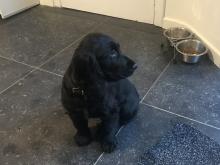 Puppies for sale cocker spaniel - Belgium, Brussels. Price 600 €