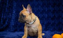 Dogs  free french bulldog - Germany, Weimar