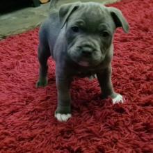 Puppies for sale staffordshire bull terrier - United Kingdom, Manchester. Price 10 €