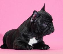 Dogs  free french bulldog, french bulldog - Netherlands, Arnhem