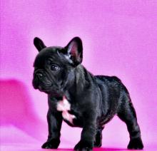 Dogs  free french bulldog - Romania, Constanta