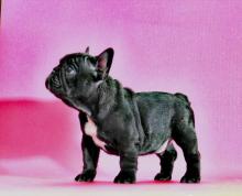 Dogs  free french bulldog - Netherlands, Valveyk