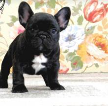 Dogs  free french bulldog - Germany, Giessen