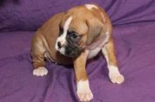 Puppies for sale boxer - Denmark, Odense