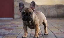 Dogs  free french bulldog - Germany, Oldenburg