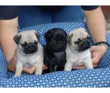 Puppies for sale pug - Estonia, Tallinn