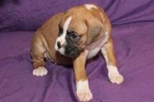 Puppies for sale boxer - Austria, Graz