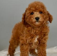 Puppies for sale toy-poodle - United Kingdom, Darlington