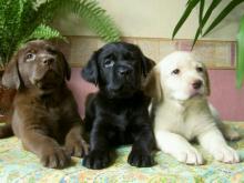 Puppies for sale labrador retriever - Greece, Patra