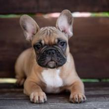 Dogs  free french bulldog - Romania, Dirlosh