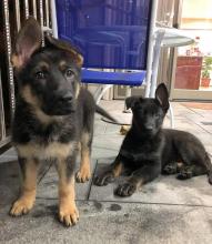 Puppies for sale german shepherd dog - Italy, Bari