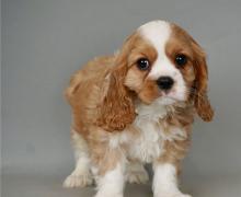 Puppies for sale king charles spaniel - Germany, Leverkusen