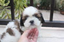 Puppies for sale shih tzu - Slovakia, Bratislava