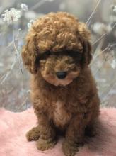 Puppies for sale toy-poodle - United Kingdom, Glasgow