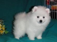 Puppies for sale pomeranian spitz - United Kingdom, Belfast