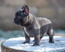 Puppies for sale french bulldog - USA, Arkansas