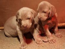 Puppies for sale weimaraner - United Kingdom, Cardiff. Price 11 €