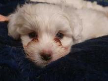 Puppies for sale other breed, coton de tulear - Ireland, Cork. Price 10 €
