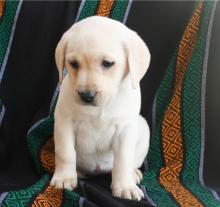 Puppies for sale labrador - Sweden, Stockholm