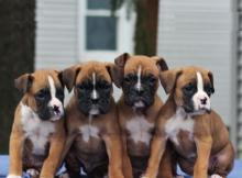 Puppies for sale boxer - Denmark, Kopenagen