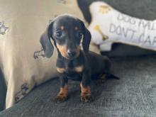 Puppies for sale dachshund - Czech Republic, Brno. Price 11 €