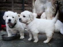 Puppies for sale golden retriever - Cyprus, Paphos