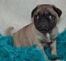 Puppies for sale pug - Cyprus, Nicosia