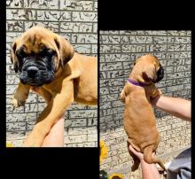 Puppies for sale bullmastiff - Portugal, Lisbon