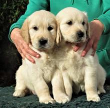 Puppies for sale golden retriever - Germany, Augsburg