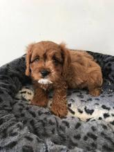 Puppies for sale , cavapoo - Czech Republic, Prague