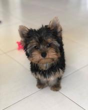 Puppies for sale yorkshire terrier - Slovakia, Bridge