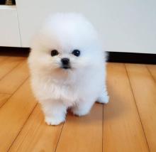 Puppies for sale pomeranian spitz - United Kingdom, Aberdeen