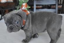 Puppies for sale french bulldog - United Kingdom, Aberdeen