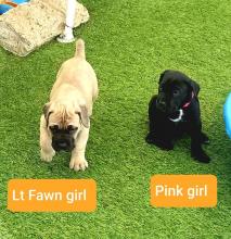 Puppies for sale , cane corso - France, Moulin