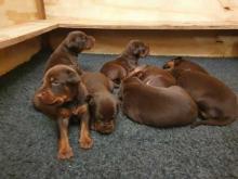 Puppies for sale doberman - Malta, Valletta. Price 10 €