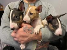 Puppies for sale bull terrier - Sweden, Stockholm