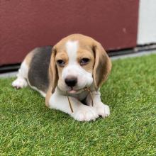 Puppies for sale beagle - Poland, Warsaw