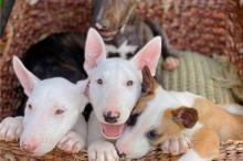 Puppies for sale bull terrier - France, Paris