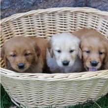 Puppies for sale golden retriever - Lithuania, Vilnius