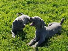 Puppies for sale weimaraner - United Kingdom, Belfast