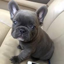 Puppies for sale french bulldog - France, Evreux